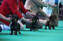 Crufts_dachshunds 131